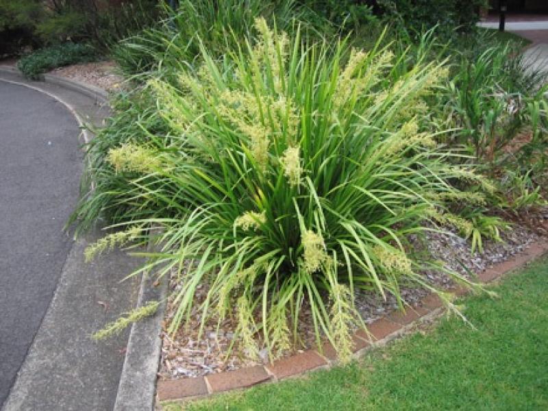 Brownswood Nursery - Lomandra Breeze Grass 1G