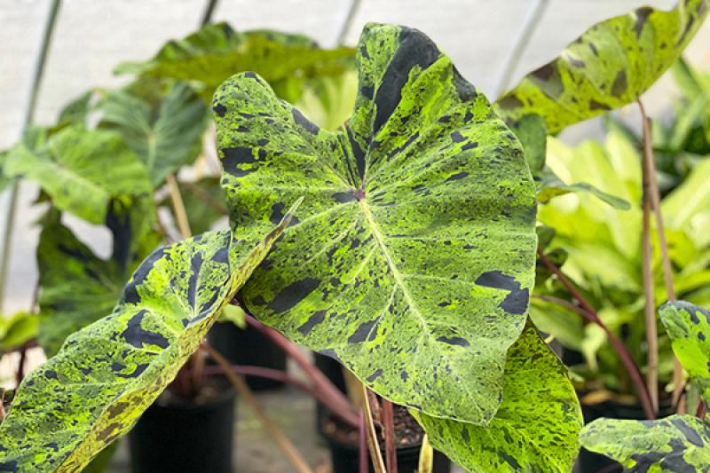 Brownswood Nursery - Colocasia Mojito Green/Black 3G